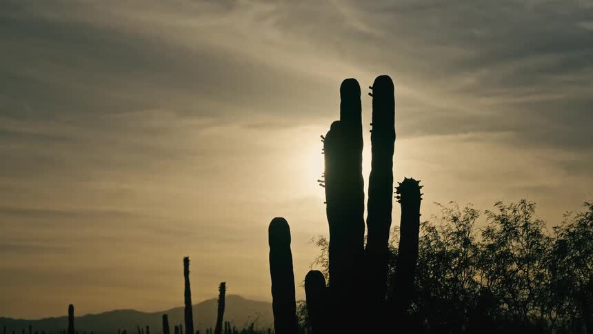 A Saguaro cactus is silhouetted against the bright sun in the desert during a warm sunset