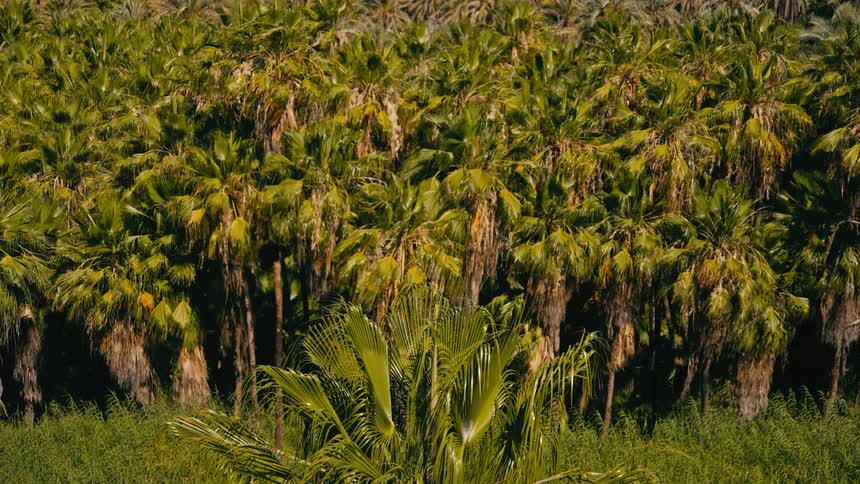 A static shot of a dense forest of tropical palm trees with lush green leaves basking in the bright sunlight