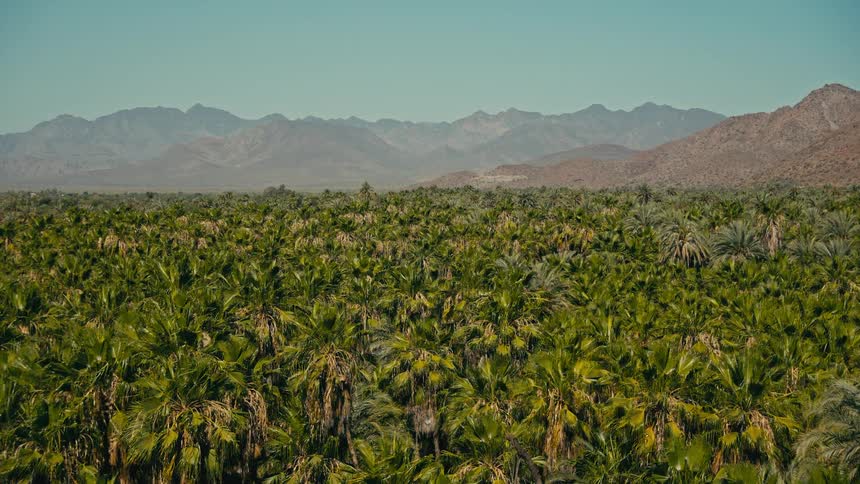 A vast and dense palm tree oasis stretches out towards a distant range of arid mountains under a clear blue sky
