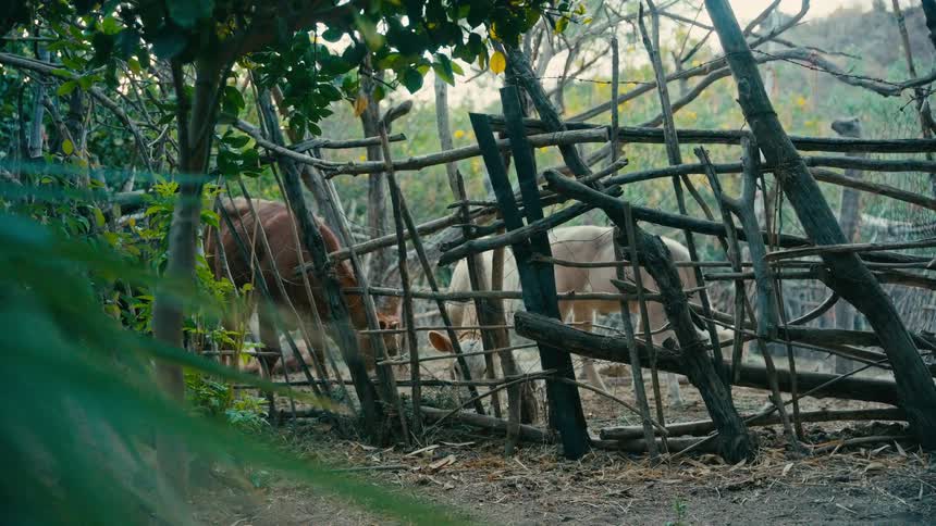 Young calves graze peacefully within a rustic, hand-built wooden enclosure in a rural setting