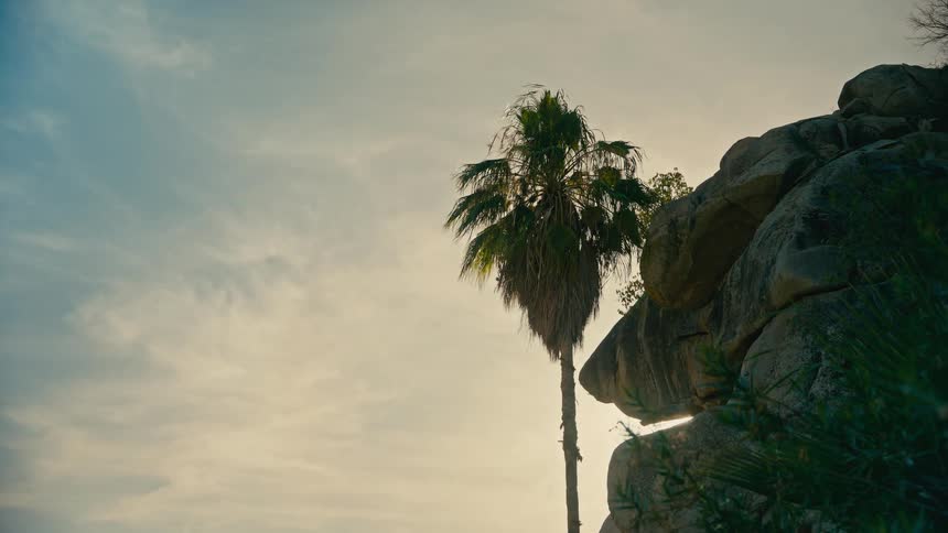 A silhouetted palm tree stands tall next to a rocky formation against a hazy, sunlit sky