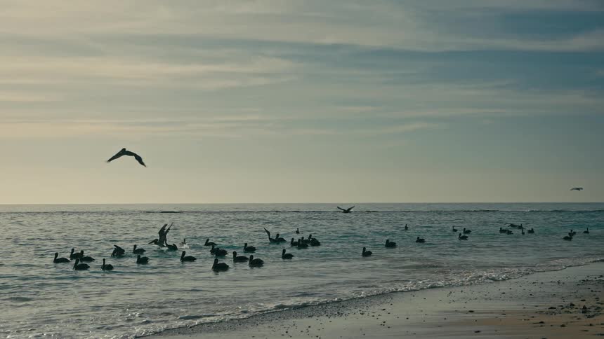 A flock of silhouetted pelicans float on calm ocean waves while others fly gracefully overhead in slow motion