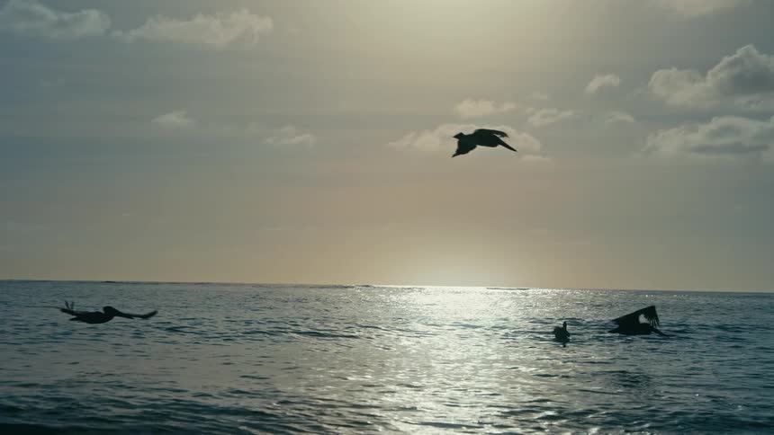 A flock of silhouetted pelicans fly in slow motion over the tranquil ocean waters as the sun rises on the horizon