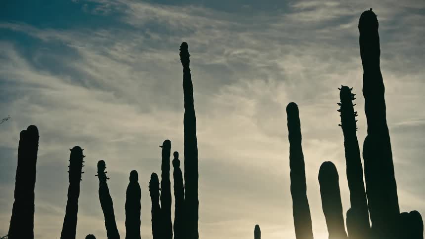 A low angle view of silhouetted cacti against a cloudy sky with the sun glowing behind them