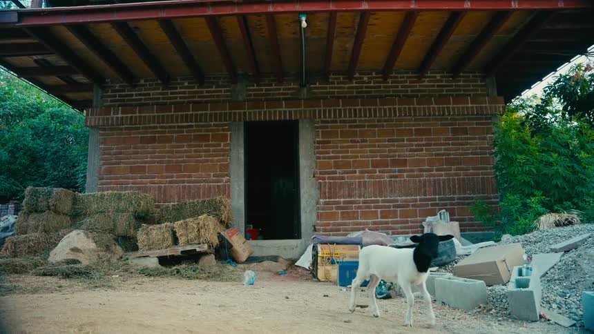 A small black and white lamb walks out of a dark doorway of a brick building in a cluttered farmyard