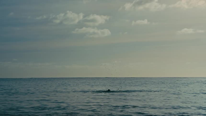 A pelican dives headfirst into the calm ocean water to catch a fish in slow motion