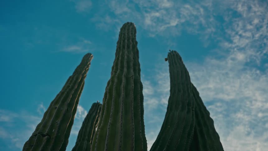 A low-angle shot captures the majestic height of several tall cacti set against a vibrant blue sky with soft, wispy clouds