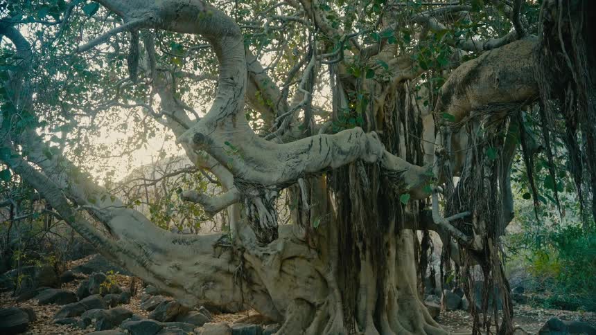 A slow upward tilt reveals a majestic and ancient banyan tree with large gnarled branches and hanging roots in a tranquil forest at sunrise