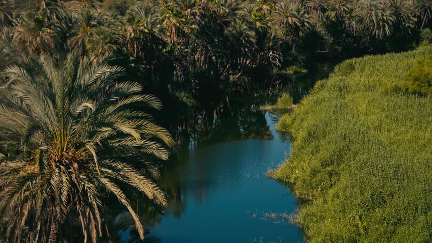 A tranquil river winds its way through a lush oasis, surrounded by dense palm trees and vibrant green reeds under the warm sun