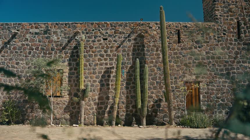 Tall saguaro cacti stand against a rustic stone wall under a clear blue desert sky
