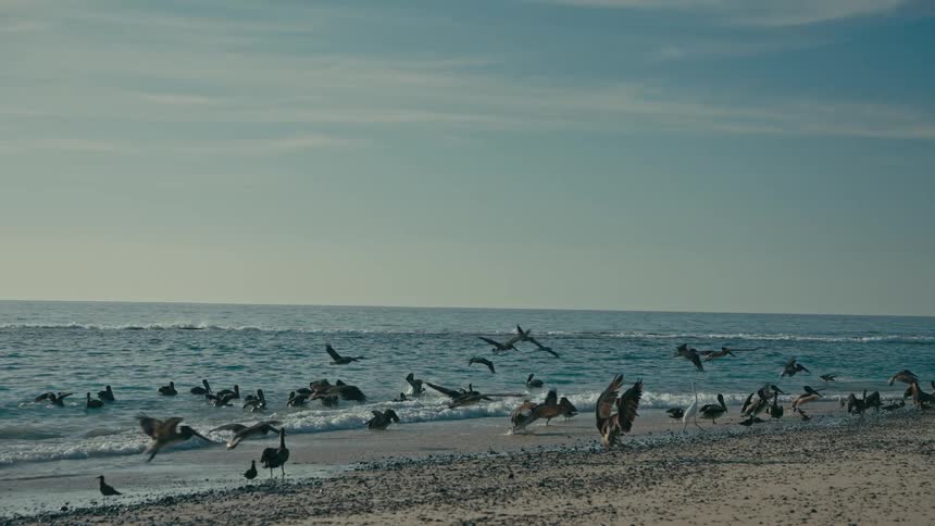 In slow motion, a sea lion charges out of the ocean onto a sandy beach, scattering a large flock of pelicans and other sea birds