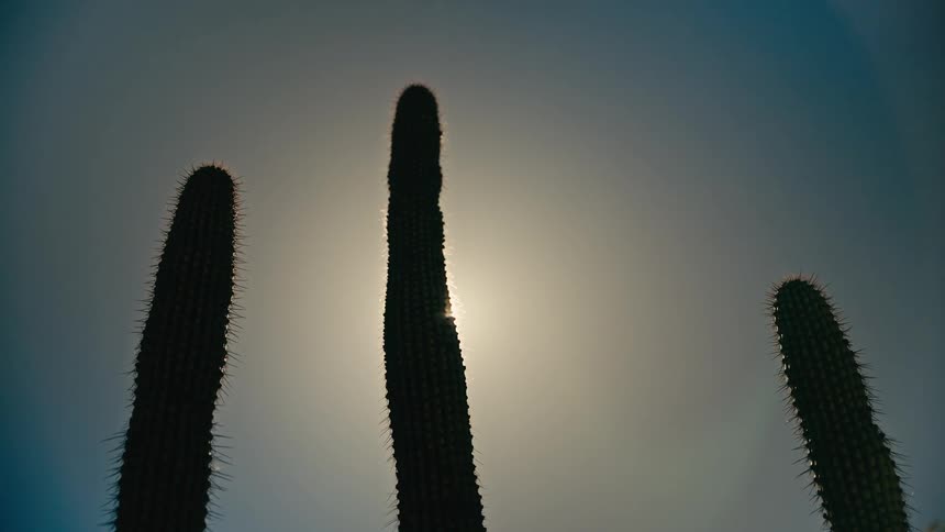 A low-angle shot captures the bright sun flaring from behind three tall, silhouetted saguaro cacti