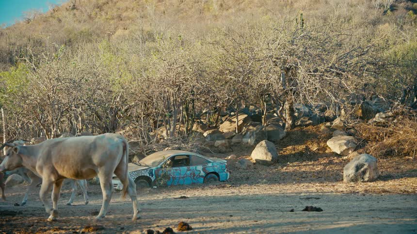 A cow walks in slow motion past an abandoned car on a dusty road in a dry, rural landscape