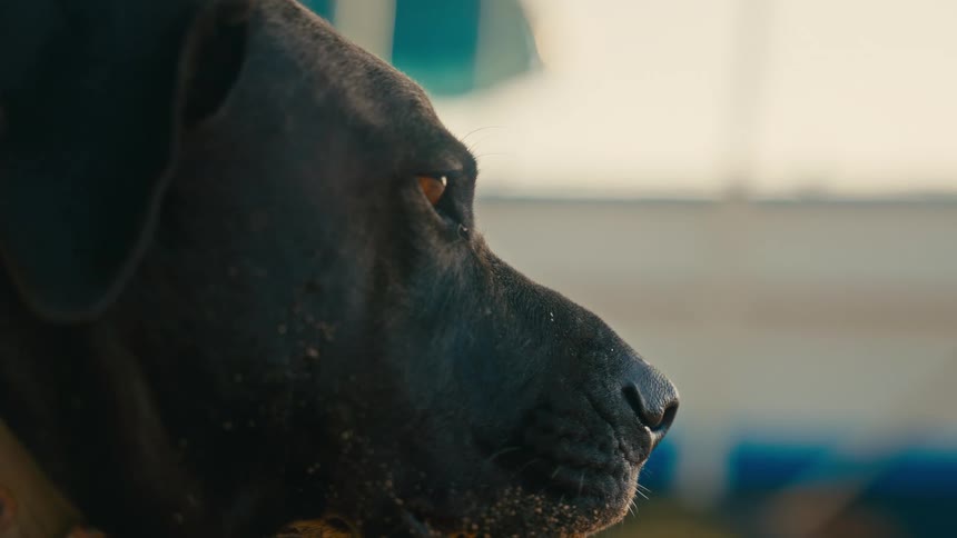 A cinematic close-up profile of a watchful black dog with a sandy muzzle looking intently off-screen