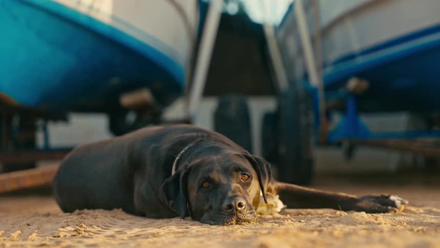 A sleepy black dog with sad eyes rests on the sand in front of two beached boats on trailers