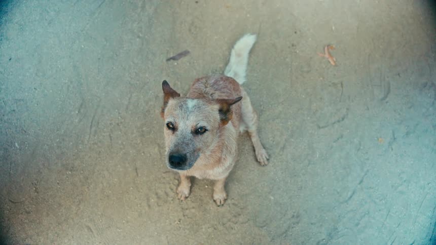 An overhead shot of a curious Australian Cattle Dog sitting on the sand, looking up at the camera and slowly blinking