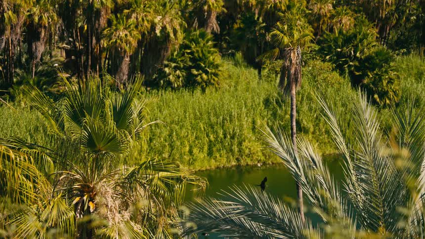 A black bird flies in slow motion over a tranquil river running through a lush, tropical jungle oasis