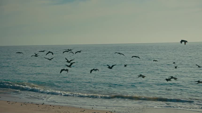 A large flock of pelicans gracefully soars in slow motion over the ocean waves along the coastline