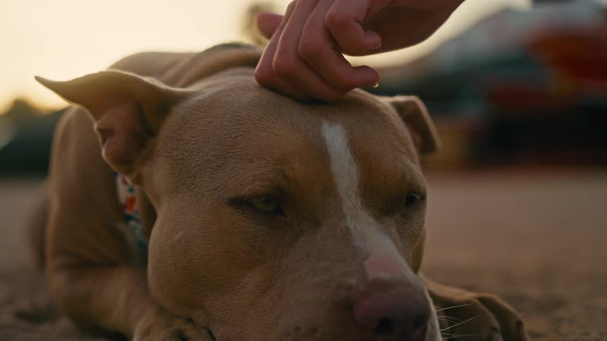 A loving owner's hand gently pets a sleepy pitbull's head in a tender slow-motion close-up at golden hour