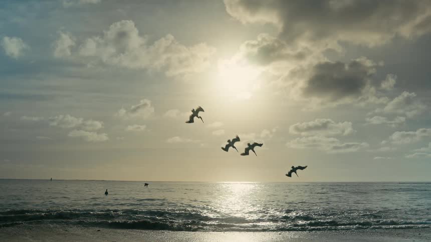 A flock of silhouetted pelicans glides over the ocean and dives for fish in a spectacular slow-motion display against the sun