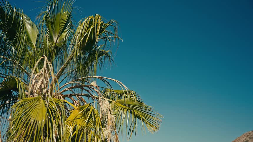 A lone bird soars through a clear blue sky past a tropical palm tree swaying in the breeze