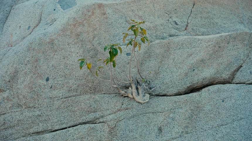 A small plant with green leaves resiliently grows from a crack in a large, weathered rock