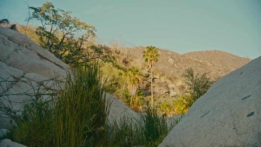 Lush palm trees and grasses stand out in a tranquil, rocky desert canyon at sunset