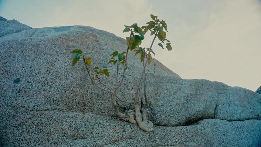 A tenacious plant with green leaves sprouts from a crack in a large, weathered boulder, symbolizing resilience