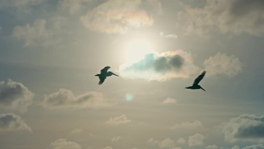 Slow motion shot of two silhouetted pelicans flying gracefully across a beautiful, sun-drenched sky