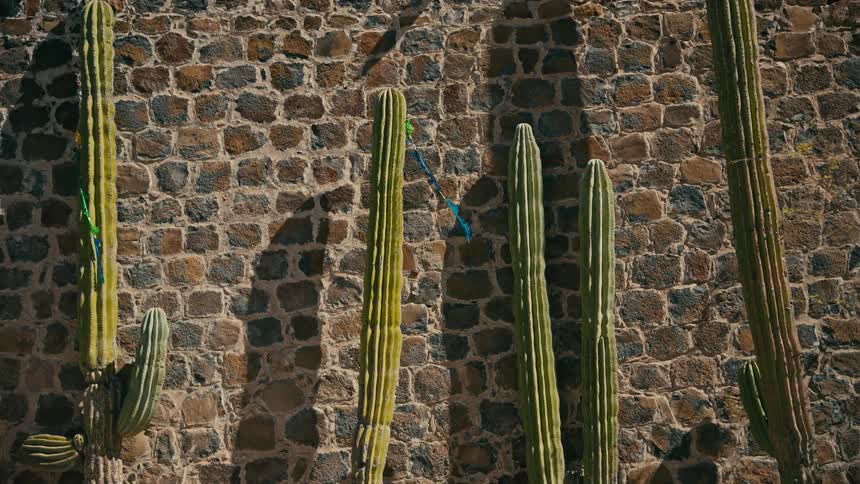 Tall green cacti stand against a sunlit rustic stone wall as colorful ribbons gently blow in the breeze