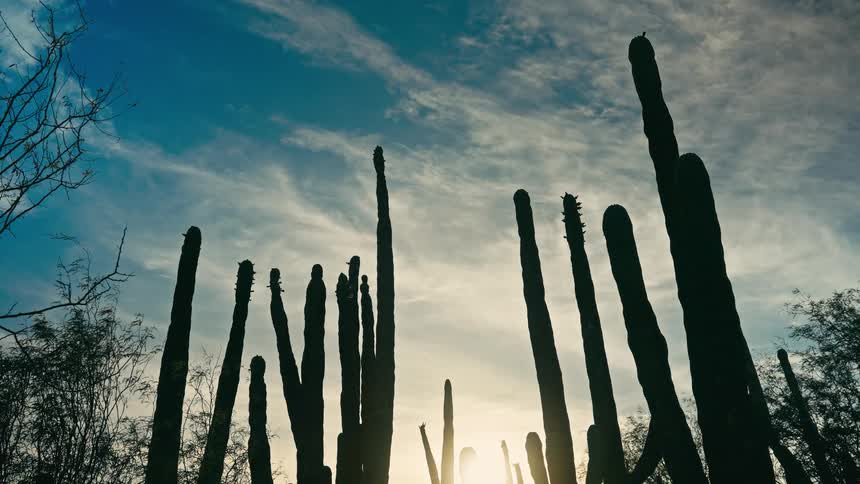 A low-angle cinemagraph shows silhouetted saguaro cacti against a bright, hazy sky with soft clouds
