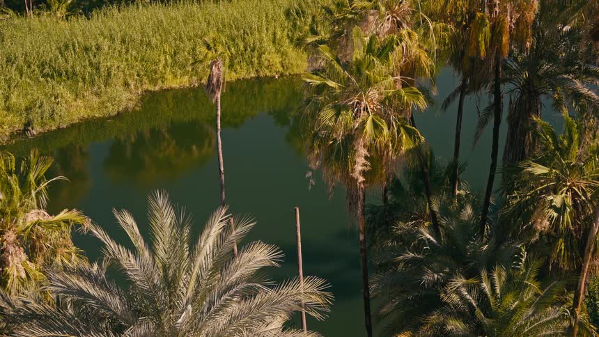 A tranquil high-angle shot captures a hidden oasis with a calm pond surrounded by lush palm trees and sunlit reeds