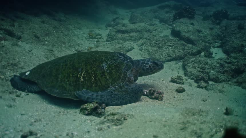 A large green sea turtle rests peacefully on the sandy ocean floor