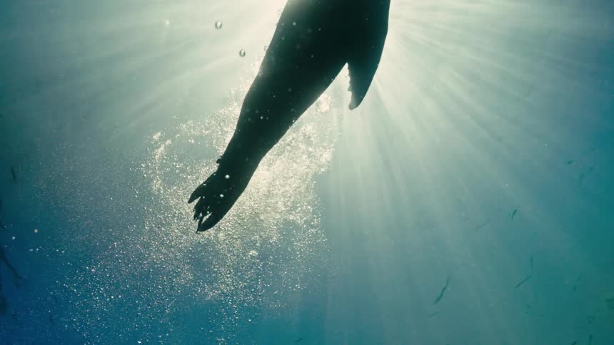 From below, a majestic sea lion is silhouetted as it gracefully swims up to the sunlit water's surface