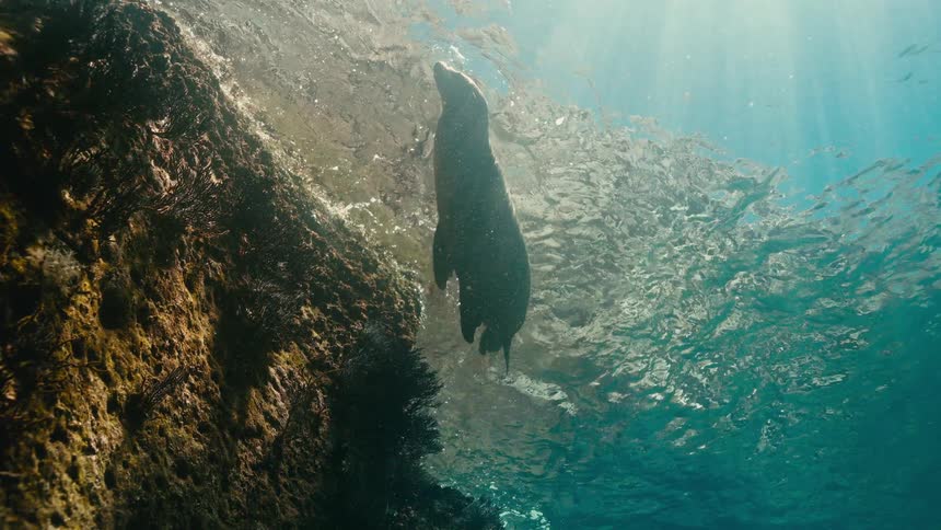 A majestic sea lion floats at the surface, beautifully silhouetted by the sun's rays filtering through the water