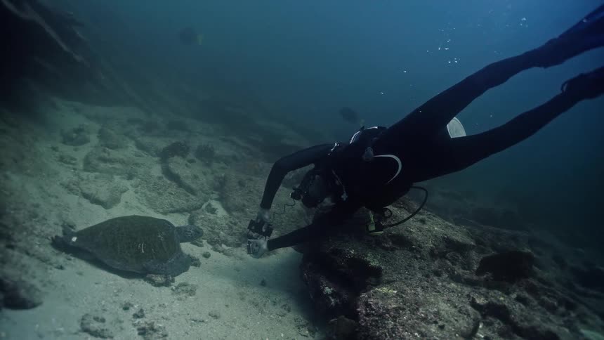 Static wide shot of a scuba diver filming a large sea turtle resting on the sandy seabed