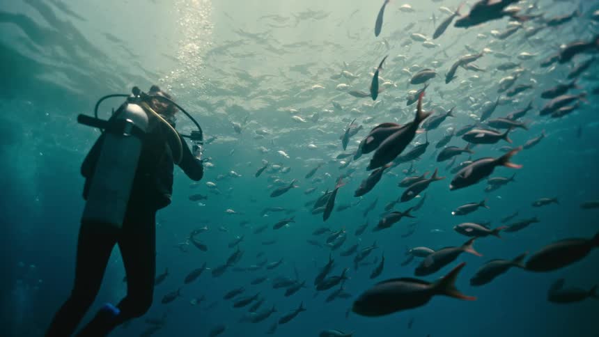 A scuba diver floats mesmerized while filming a massive school of fish in the sunlit depths of the ocean