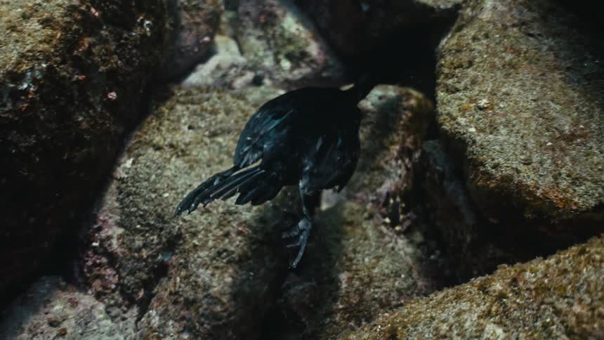An elegant black cormorant bird gracefully swims and walks along the rocky ocean floor in slow motion