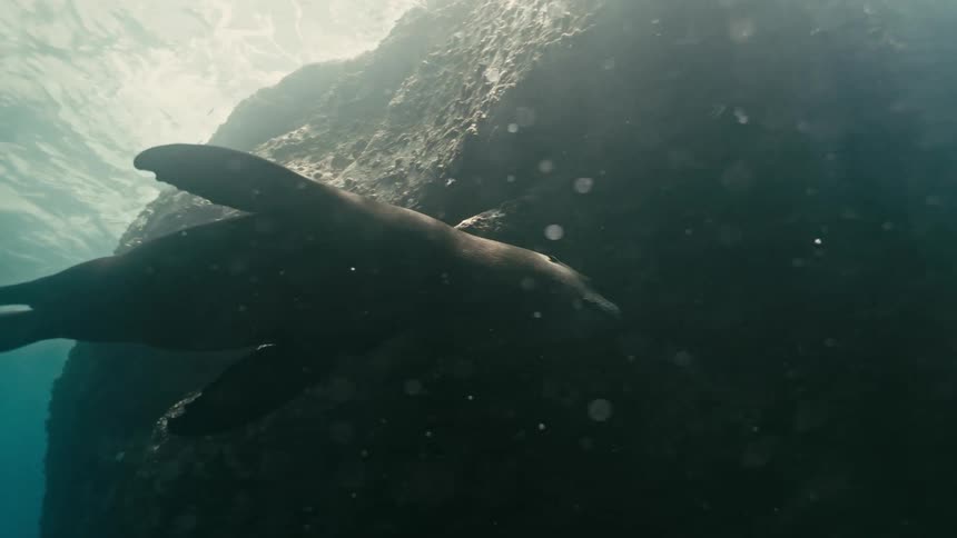 Two sea lions swim gracefully in sunlit waters, with one coming to rest against an underwater rock