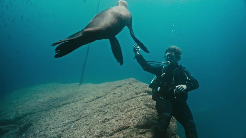 A scuba diver has a peaceful underwater encounter with a curious sea lion in slow motion