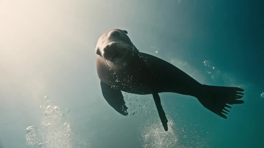 A graceful sea lion glides through sunlit water, blowing bubbles in mesmerizing slow motion
