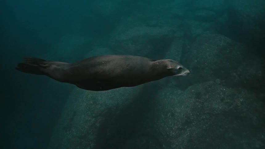 An elegant sea lion peacefully swims underwater past a rocky ocean floor in slow motion
