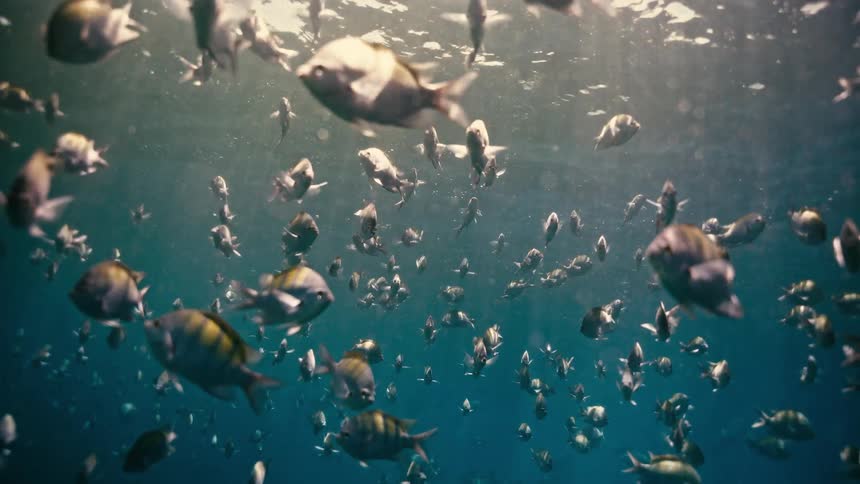 A large school of tropical Sergeant Major fish swims peacefully in sunlit turquoise waters