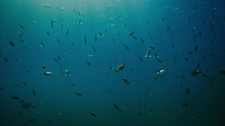 A large school of fish gracefully swims in the deep blue ocean as beautiful light rays beam down from the surface
