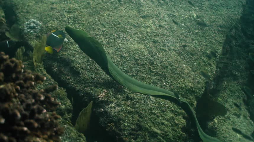 A green moray eel emerges from a rocky crevice and swims slowly across the ocean floor alongside other tropical fish