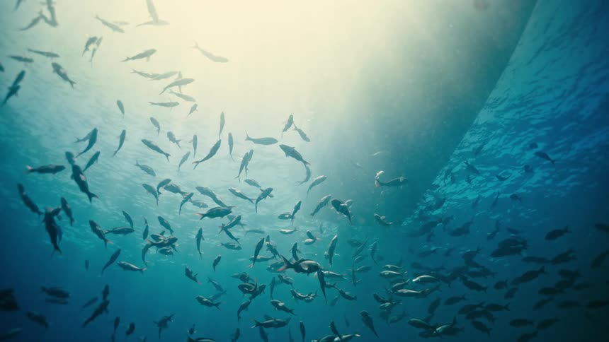 A mesmerizing underwater view shows a large school of fish swimming peacefully as sunbeams pierce the deep blue water