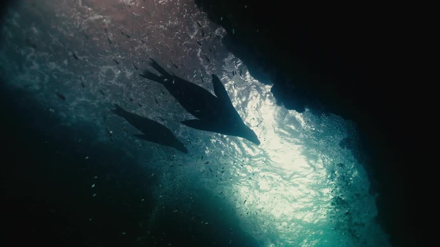 A stunning underwater shot from a sea cave looks up at two sea lions swimming gracefully as they are silhouetted by the sunlit surface