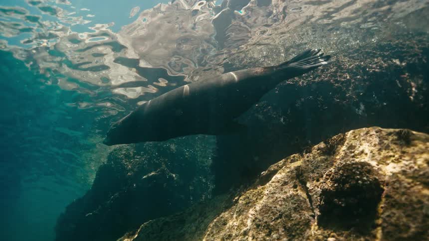A tranquil underwater scene captures a sea lion resting on a submerged rock as sunlight filters through the water's surface