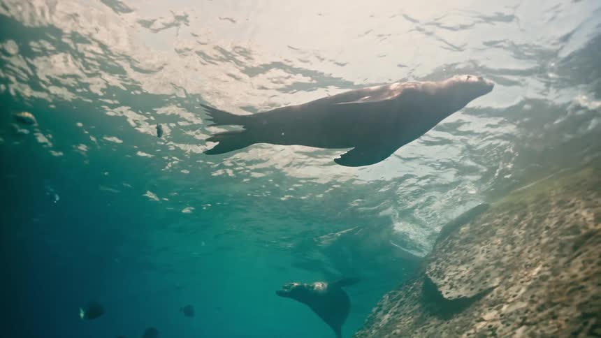 A majestic sea lion floats gracefully in slow motion just below the ocean's surface, illuminated by shimmering sunlight