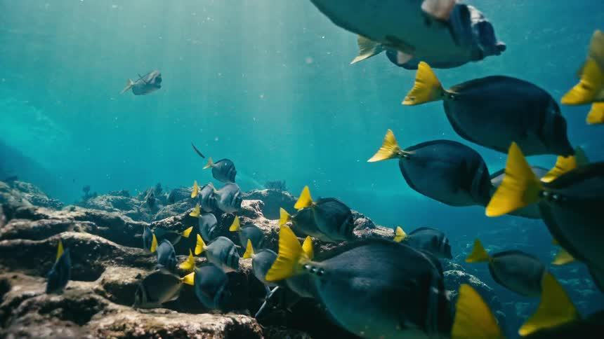 A large school of Yellowtail Surgeonfish swims peacefully over a rocky reef as sunlight streams through the clear blue water